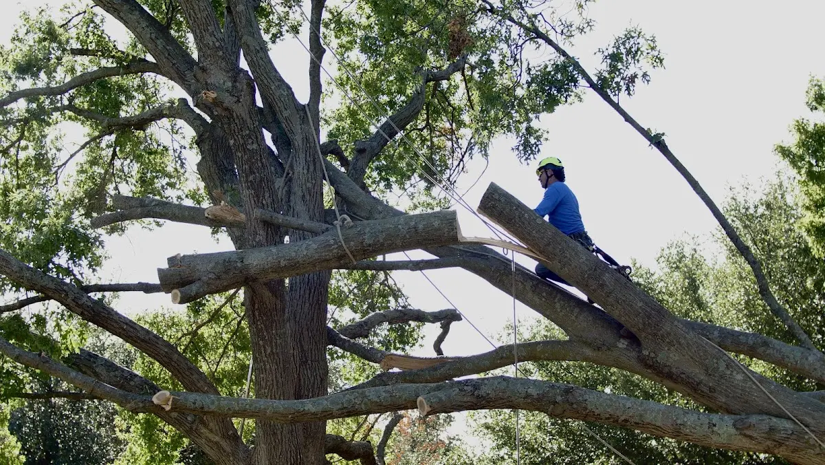 Professional Hazardous Tree Removal performed by certified arborists in Sharpsburg