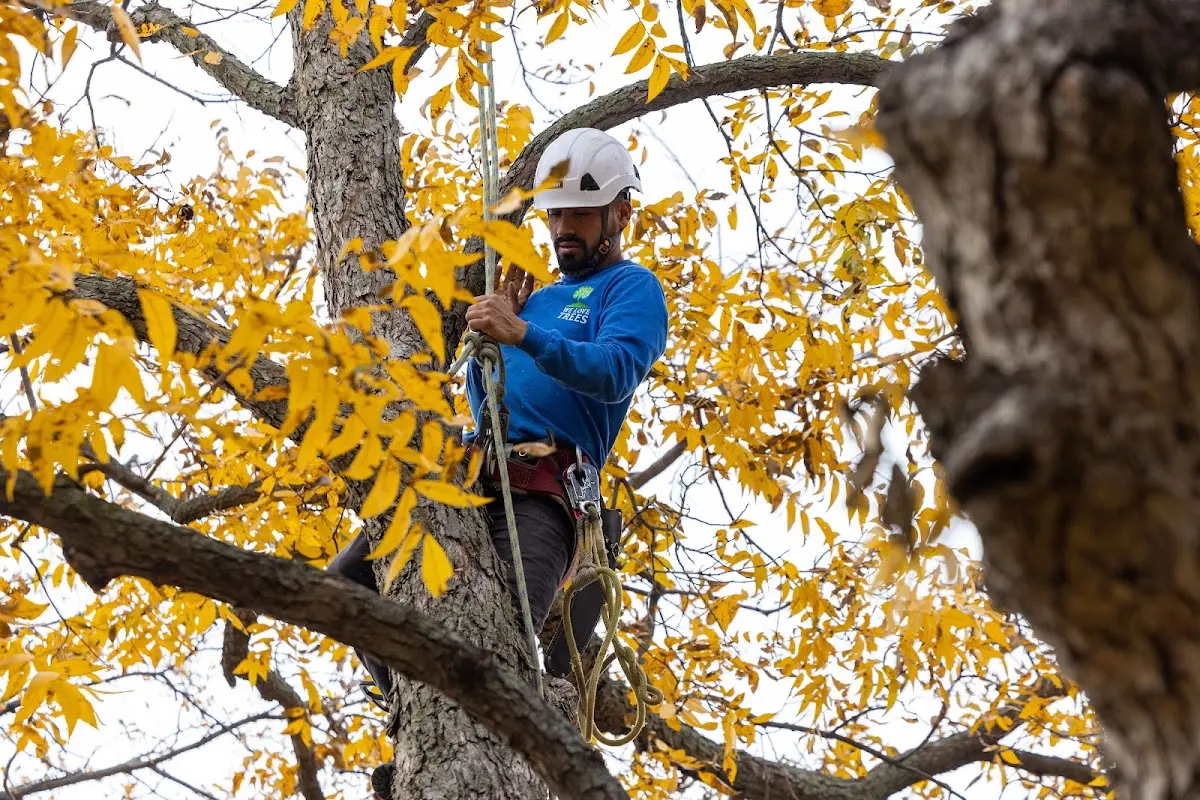 Skilled Tree Planing crew working in Sharpsburg